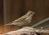 Finches