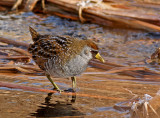Rails, Coots, Limpkin and Cranes