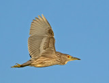 Herons and Allies