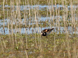 Sandpipers and Phalaropes