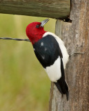 Woodpeckers