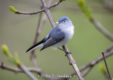 Gnatcatchers