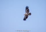 Hawks, other birds of prey