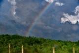 CUBA_3040 Cuban rainbow