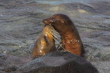 Galapagos Sea-lion - Zalophus wollebaeki