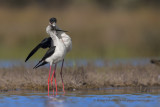 Black-winged stilt - Himantopus himantopus