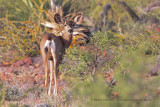 Mule Deer - Odocoileus hemionus