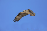 Osprey - Pandion haliaetus