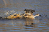 Crested Duck - Lophonetta specularioides