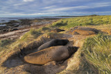 Falklands and Chile Trip and mammals