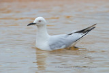 Black-billed gull - Larus bulleri