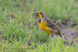 Yellow-throated Longclaw - Macronyx croceus