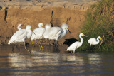 Snowy Egret - Egretta nivea