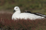 Kelp Goose - Chloephaga hybrida