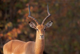 Impala - Aepyceros melampus