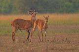 Uganda's kob - Kobus thomasi