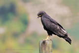 Augur buzzard - Buteo augur