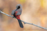 Black-faced Waxbill - Estrilda erythronotos