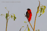 Uganda 2016 Birds