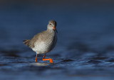 Redshank - Tringa totanus