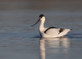 Avocet - Recurvirostra avocetta