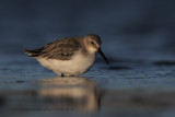 Dunlin - Calidris alpina