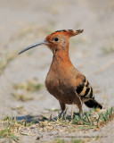 African Hoopoe - Upupa africana