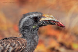 African grey Hornbill - Tockus nasutus