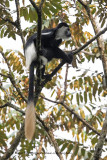 uganda_2016_mammals