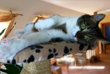 ..cats,my favorits