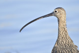 long-billed curlew BRD7298.JPG