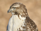 1120p_red_tailed_hawk