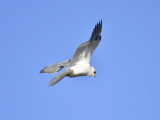 1110e_white_tailed_kite