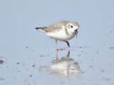 1170h_piping_plover