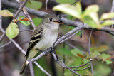 IMG_2500 Alder Flycatcher.jpg