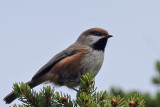 IMG_3443a Boreal Chickadee.jpg