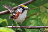 IMG_1258a Chestnut-sided Warbler.jpg