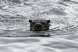 IMG_8277A River Otter.jpg