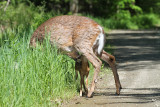 IMG_4865a Feeding time.jpg