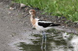 IMG_8905a American Avocet .jpg