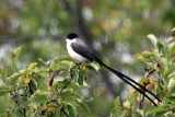 IMG_4510b Fork-tailed Flycatcher .jpg