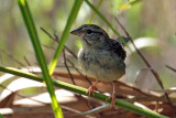 IMG_7831a Bachman's Sparrow.jpg