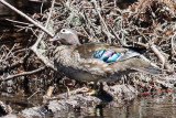 3F8A0007a Wood Duck female.jpg