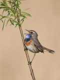 Blauwborst/Bluetroath