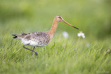 Grutto/Black-tailed godwit