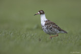 Kemphaan/Ruff