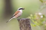 Grauwe klauwier/Red-backed shrike
