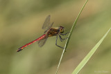 Kempense heidelibel/Sympetrum depressiusculum♂