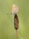Kleine vuurvlinder/Lycaena phlaeas