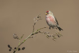 Grote barmsijs/Mealy redpoll
